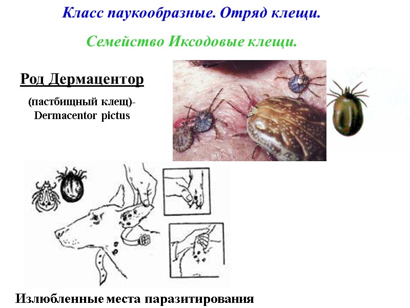 Класс паукообразные. Отряд клещи. Семейство Иксодовые клещи. Излюбленные места паразитирования Род Дермацентор (пастбищный клещ)-Dermacentor